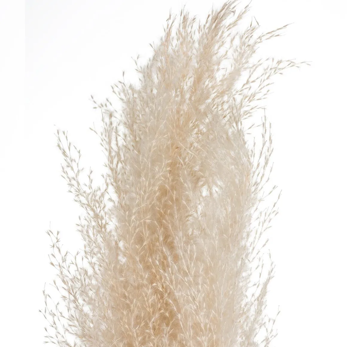 3 fleurs séchées "Pampa naturelle"