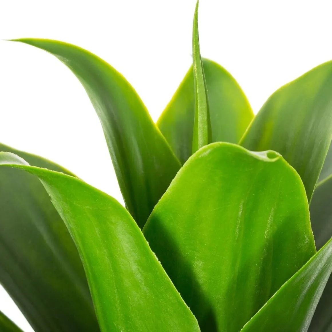 Aloe vera artificiel