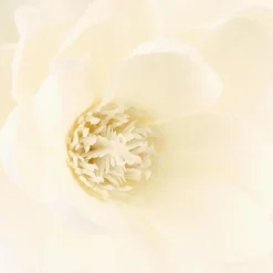 Branches de magnolia, vase