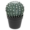Cactus rond "Exotic Panama"