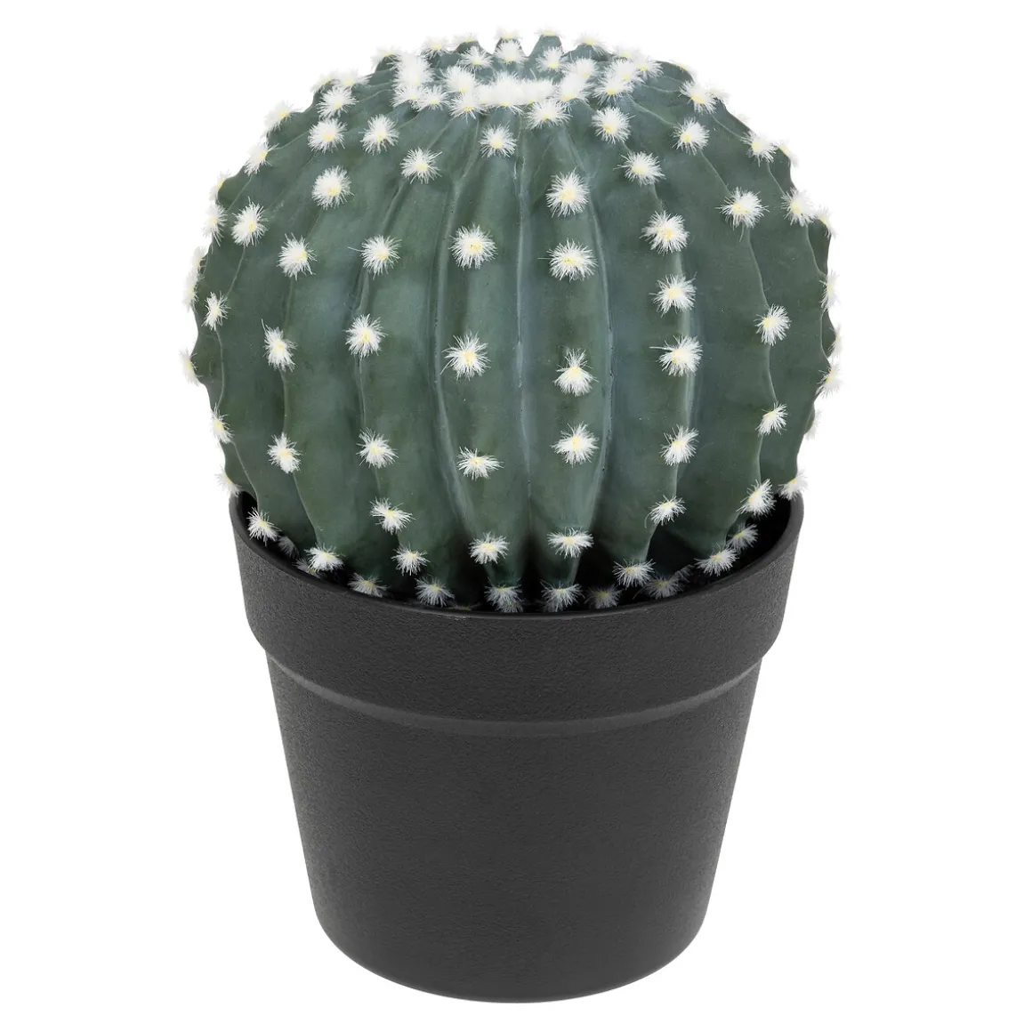 Cactus rond "Exotic Panama"