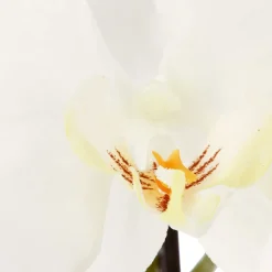 Orchidée artificielle